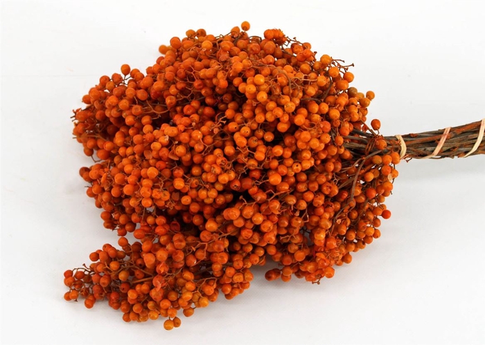 <h4>Schinus M Pt Orange Bunch</h4>
