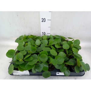 Pilea peperomioides