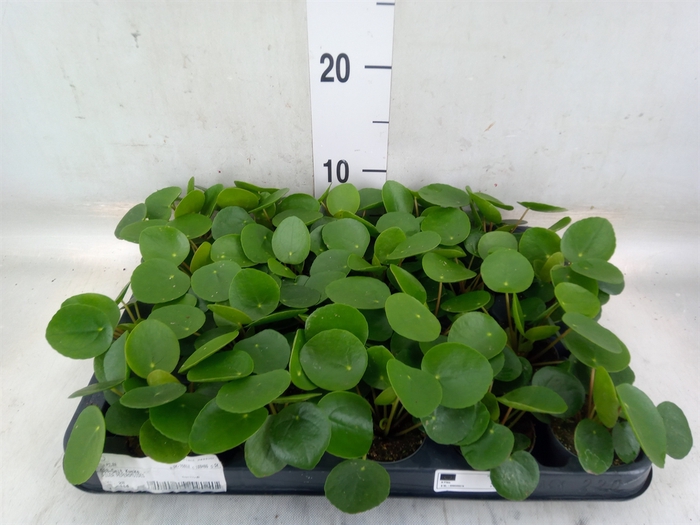 <h4>Pilea peperomioides</h4>