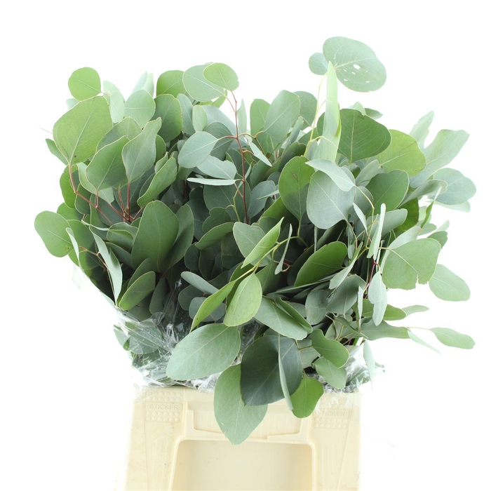 <h4>Euca Populus Short 200gr</h4>