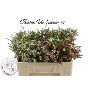 CHAME UN MY SWEET 16