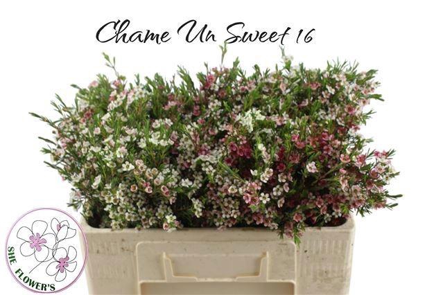 <h4>CHAME UN MY SWEET 16</h4>