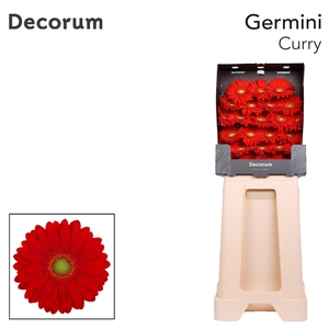 Germini Curry Diamond