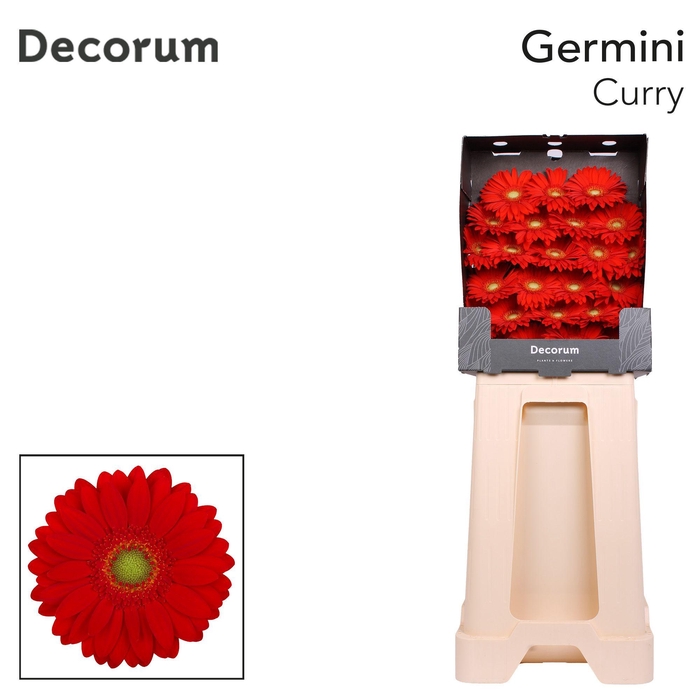 <h4>Germini Curry Diamond</h4>