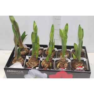 AMARYLLIS P14 MIN 2 HT