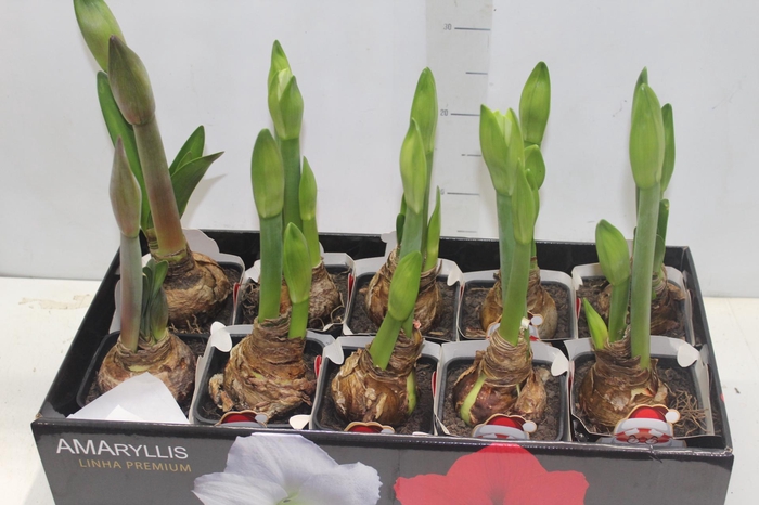 <h4>AMARYLLIS P14 MIN 2 HT</h4>