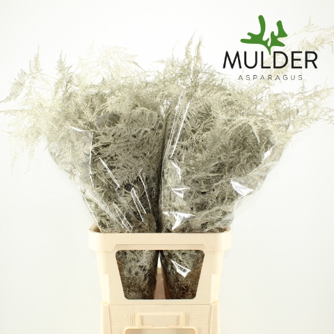 Asp Klb H% L. Getopt Platina