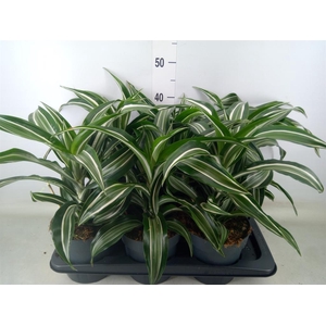 Dracaena frag. 'Jade Jewel'