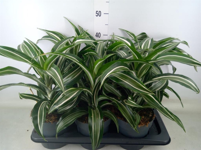 <h4>Dracaena frag. 'Jade Jewel'</h4>