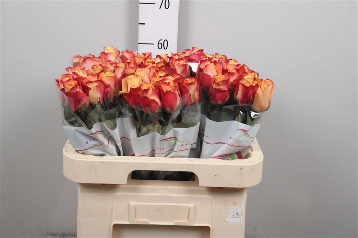 <h4>R Gr Pebbles</h4>