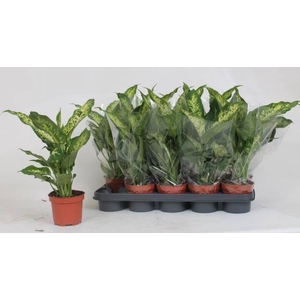 Dieffenbachia Compacta 12Ø 40cm