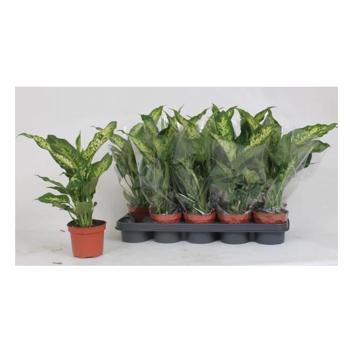 <h4>Dieffenbachia Compacta 12Ø 40cm</h4>