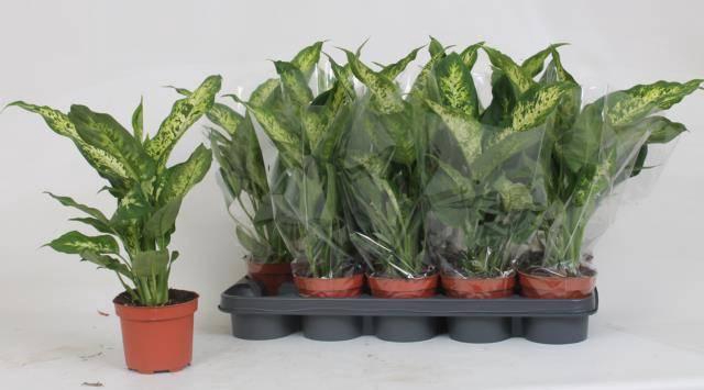 Dieffenbachia Compacta 12Ø 40cm