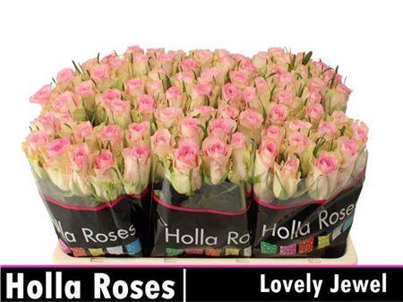 <h4>R Gr Lovely Jewel</h4>