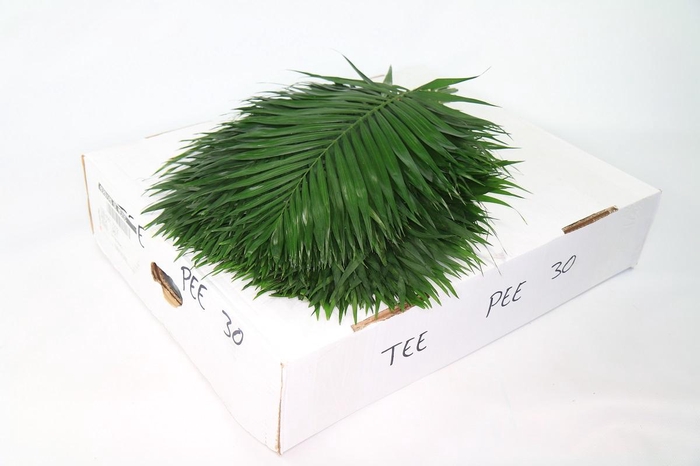 <h4>TeePee (air)</h4>