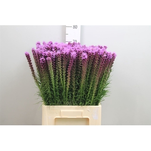 Liatris Spicata