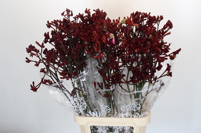 <h4>Anigozanthos Early Spring</h4>