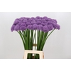 Allium Gladiator