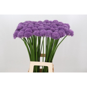 Allium Gladiator