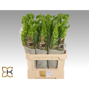 MOLUCCELLA STUK
