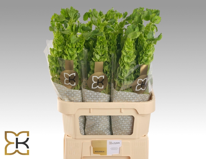 <h4>MOLUCCELLA STUK</h4>