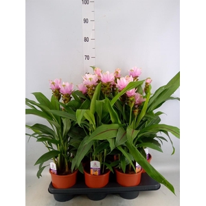 Curcuma alism. 'Siam Sweet'