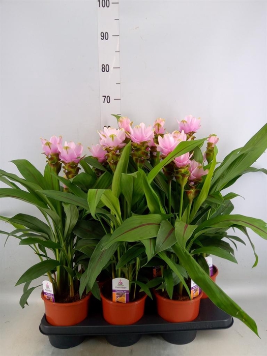 <h4>Curcuma alism. 'Siam Sweet'</h4>