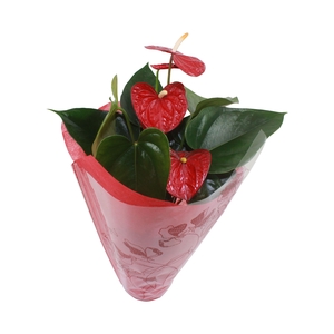 Xl.17 Easy Red 14cm met stoffen hoes