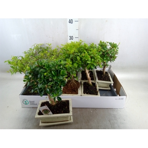 Bonsai   ...mix