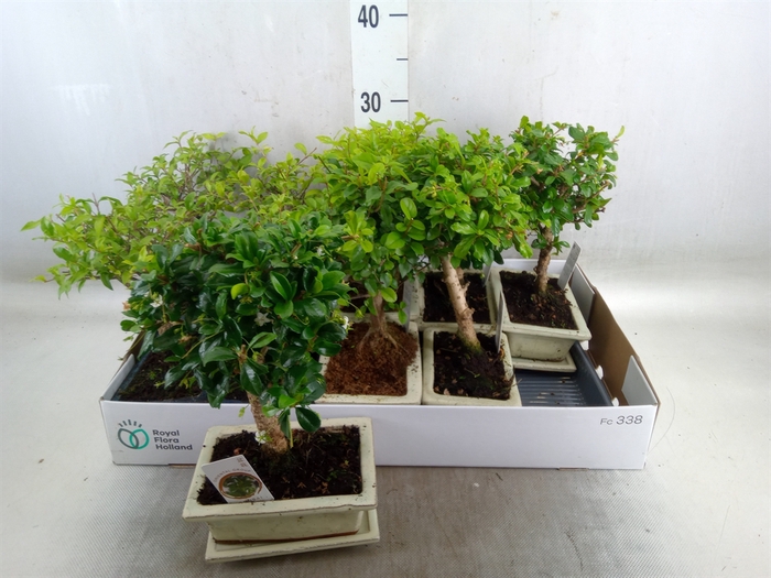 <h4>Bonsai   ...mix</h4>