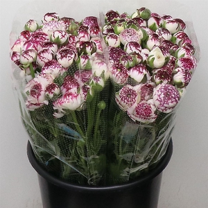 Ran El Cappuccino Extra (sal)