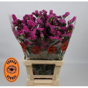 LIM S SIN ETERN PINK