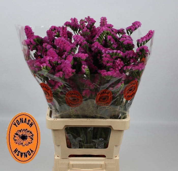 <h4>LIM S SIN ETERN PINK</h4>