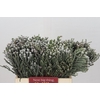 Kaaps Groen Silver Brunia