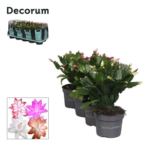 Schlumbergera - 10,5 cm - Mix - Decorum