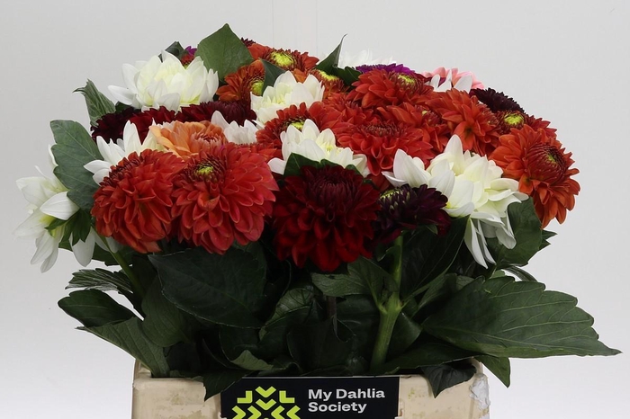 <h4>Dahlia Gemengd in bos</h4>