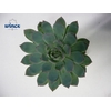 Echeveria Pink Edge Cutflower Wincx-5cm