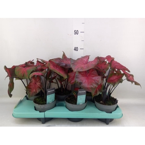 Caladium   ...