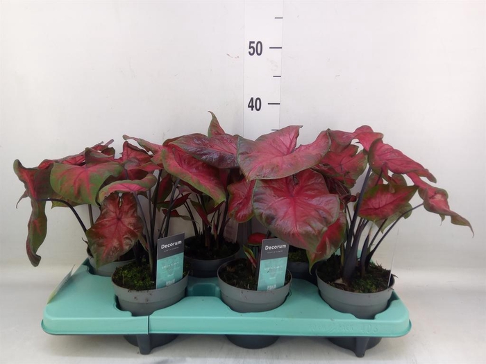 <h4>Caladium   ...</h4>