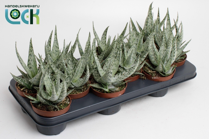 <h4>Aloe Abekani</h4>