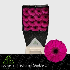 Gerbera Zico Diamond per kaart