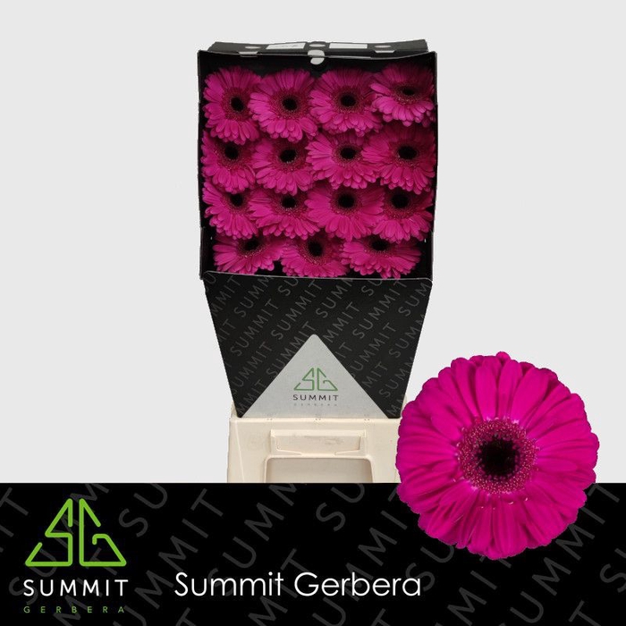 <h4>Gerbera Zico Diamond per kaart</h4>