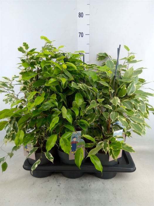 <h4>Ficus benja.   ...mix 3</h4>