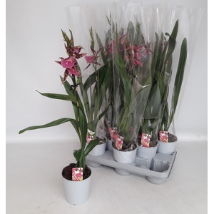 BRASSIA SUMMER DREAM