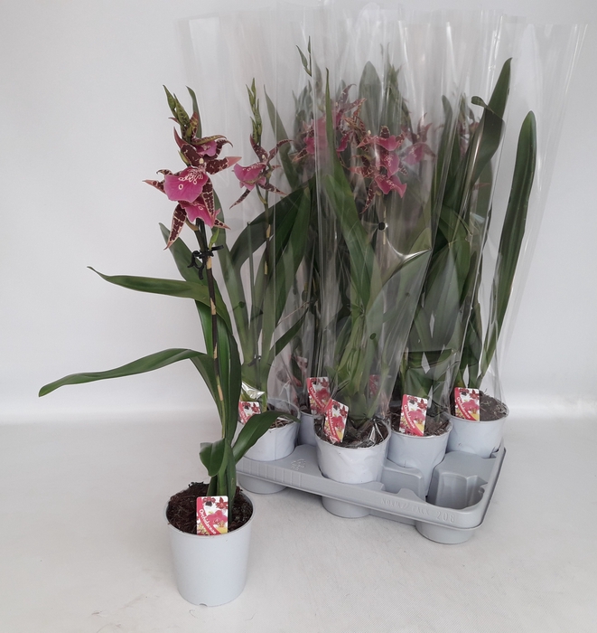 <h4>BRASSIA SUMMER DREAM</h4>