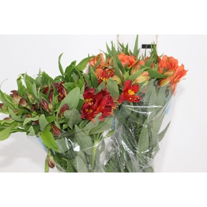 ALSTROEMERIA VARIADO 080 CM