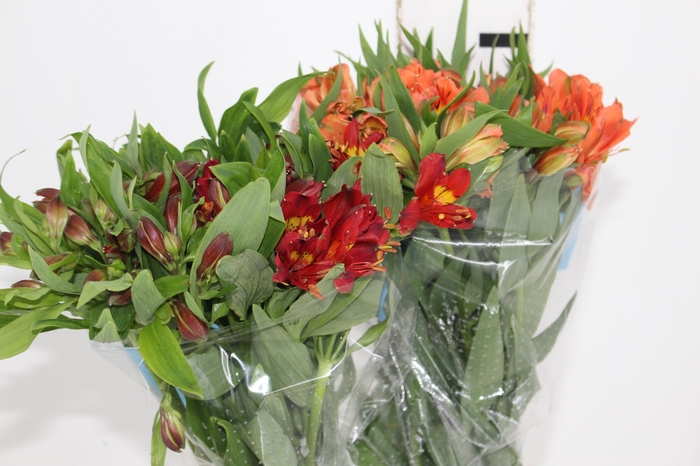 <h4>ALSTROEMERIA VARIADO 080 CM</h4>