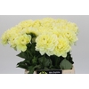 Dahlia Hilda Special