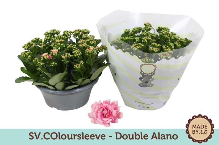 <h4>Kalanchoë Double Alano in SV.COloursleeve</h4>