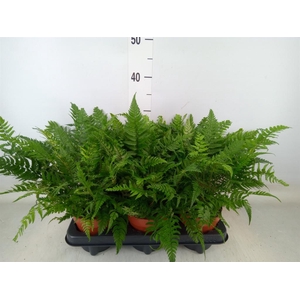 Polystichum tsussimense